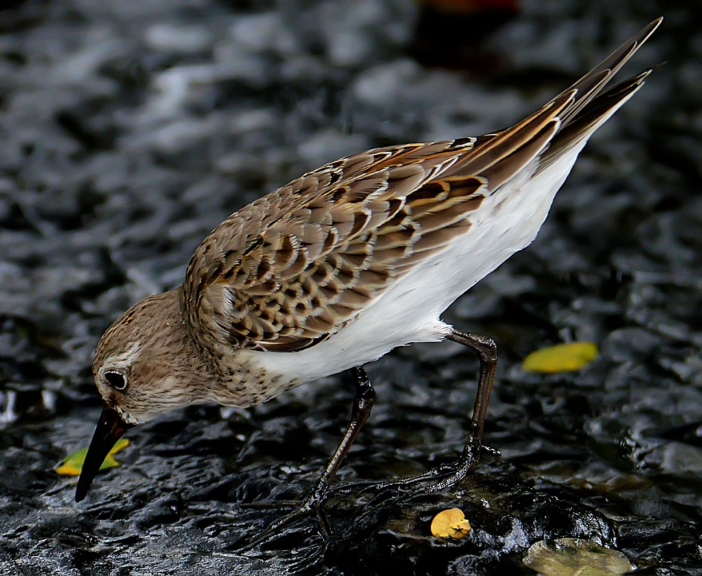 White-rumped sandpiper (Calidris fuscicollis), Grenada, by Ted Lee Eubanks