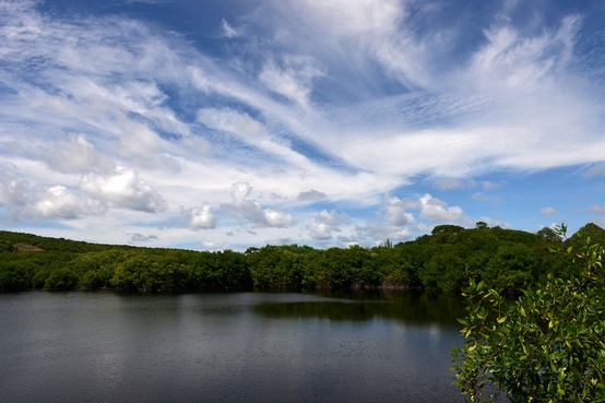 Levera Mangrove Wetland