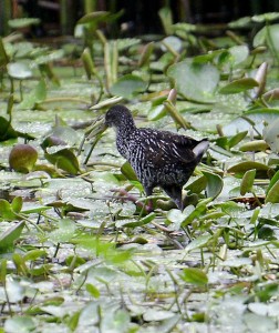 Spotted Rail at Black River Upper Morass