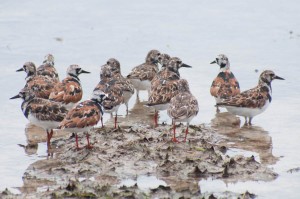 Ruddy Turnstones feeding at the wetland in Etang de la Barriere