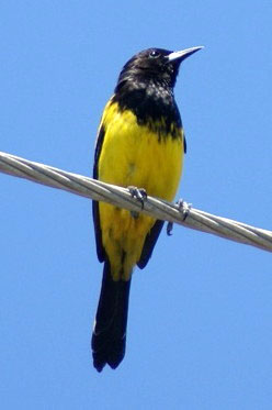 Bahama Oriole (Photo by Linda Huber)