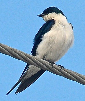 Endemic Bahama Swallow (Photo by Tony Hepburn)