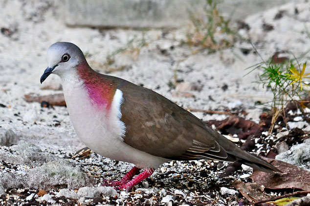 Caribbean Dove (Photo by Tony Hepburn)