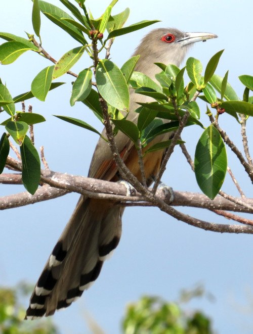 Great Lizard-Cuckoo (Photo by Carolyn Wardle)