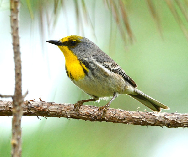 Oliver-capped Warbler (Photo by Brian Stech)