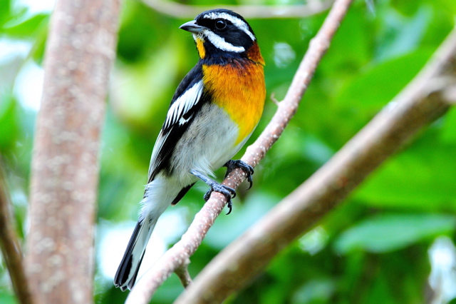 Western Spindalis (Photo by Tony Hepburn)