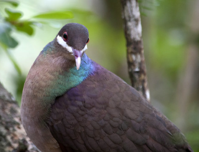 Bridled Quail-Dove (Photo by Hannah Madden)