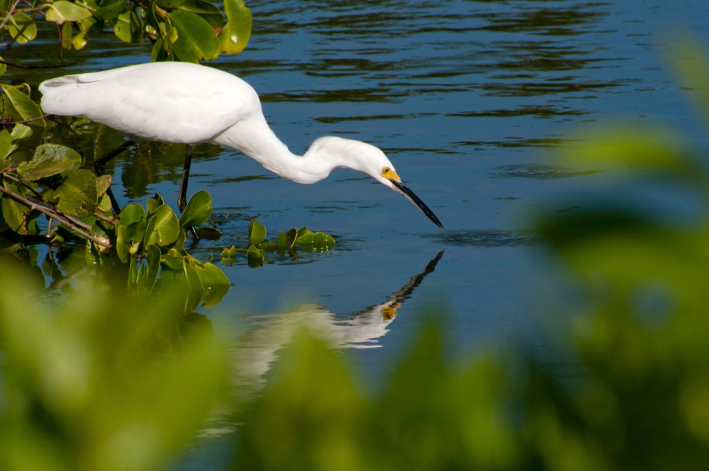 snowy-egret-foraging