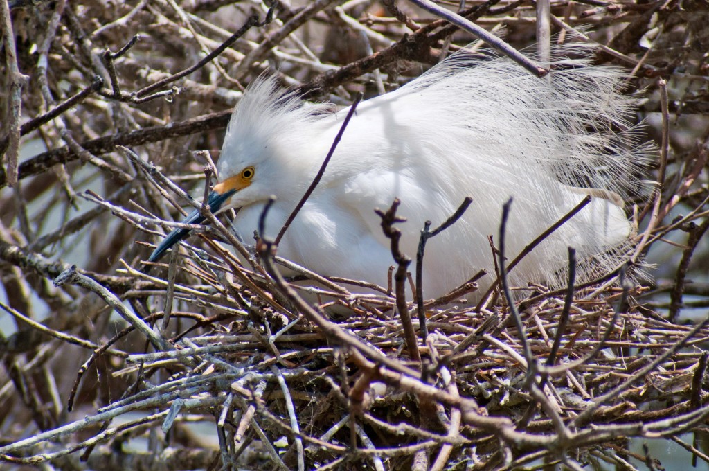 snowy-egret-nesting