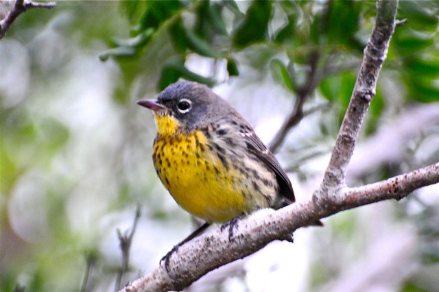 Kirtland's Warbler (Photo by Tony Hepburn