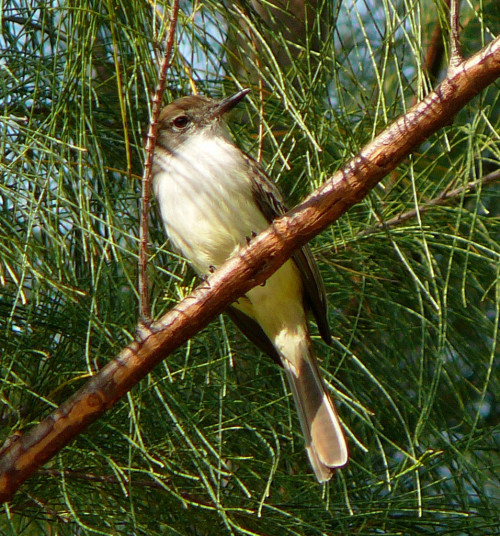 La Sagra's Flycatcher (Photo by Carolyn Wardle)