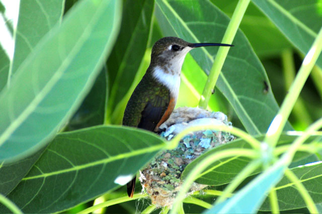 Female Bahama Woodstar on Nest (Photo by Tony Hepburn)