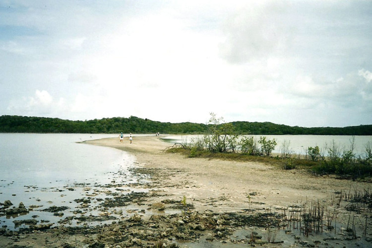 Wetlands on Cat Island (Photo by Carolyn Wardle)