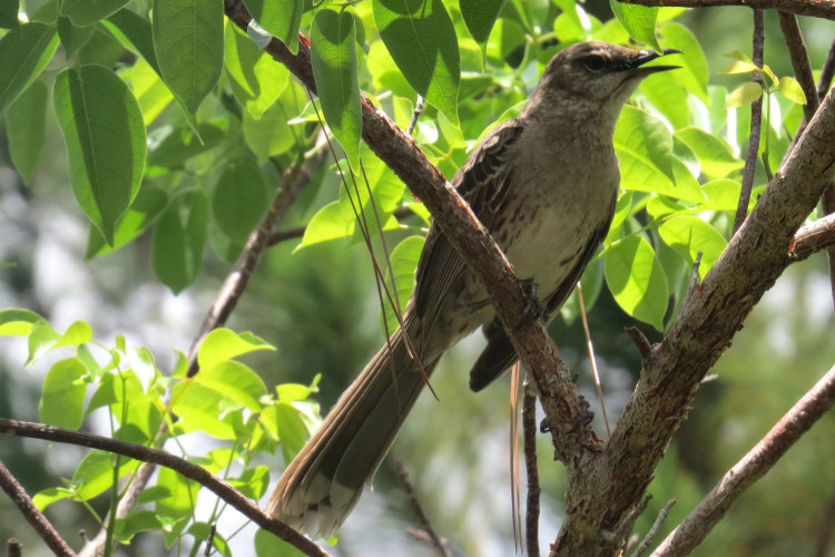 Bahama Mockingbird (Photo by Carolyn Wardle)