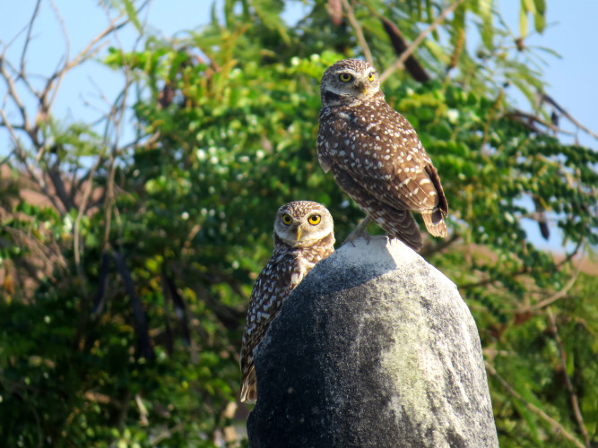 Burrowing Owls in Matthew Town (Photo by Carolyn Wardle)
