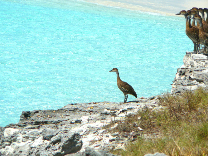 West Indian Whistling Ducks at Hog Cay (Photo by Carolyn Wardle)