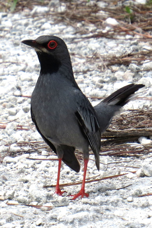 Red-Legged Thrush (Photo by Carolyn Wardle)