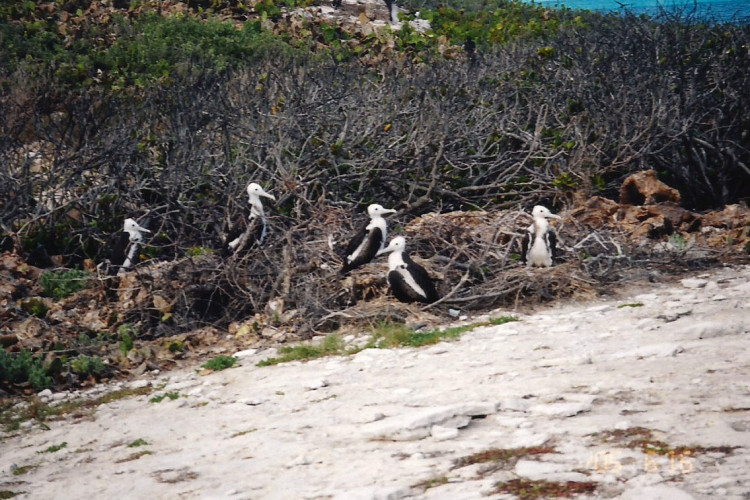 Nesting Frigatebirds on San Salvador