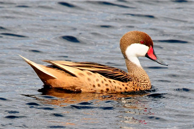 White-cheeked Pintail