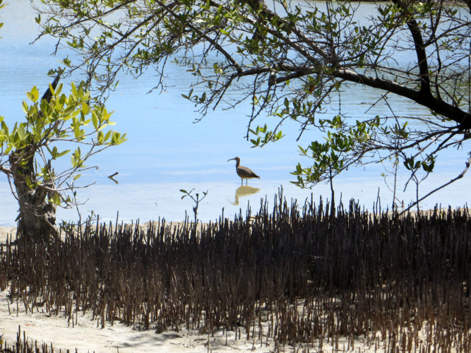 Whimbrel in the Lagoon (Photo by Aly DeGraff)