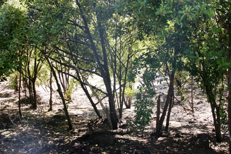 Mangroves in the Bird Santuary (Photo by Aly DeGraff)