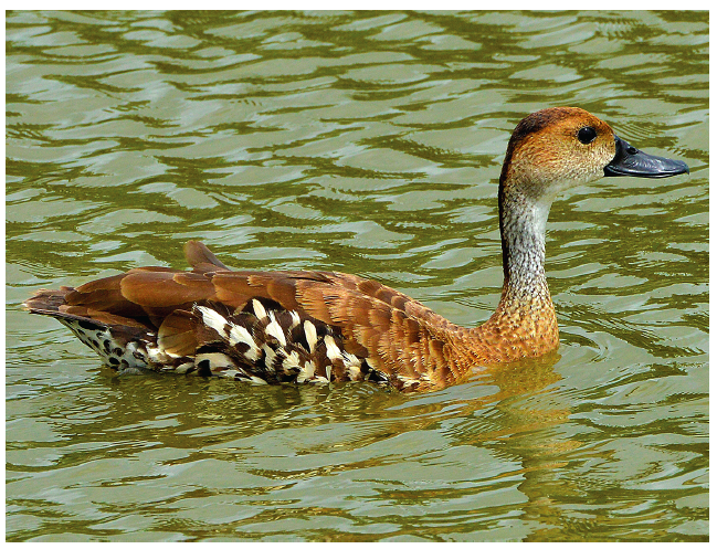 West Indian Whistling-Duck by Ted Eubanks.
