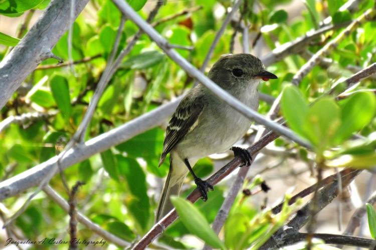 Caribbean Elaenia - West End By-the-Sea Ponds Anguilla, BWI