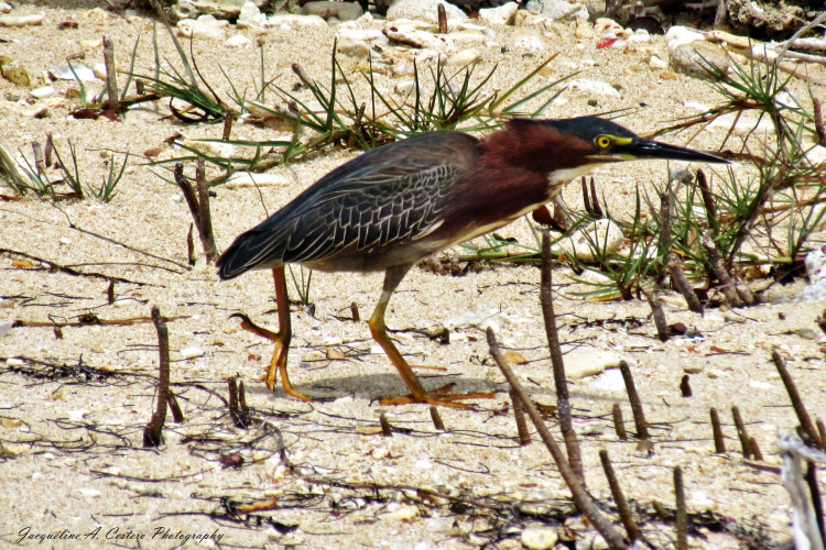 Green Heron (Photo by Jacqueline A. Cestero)