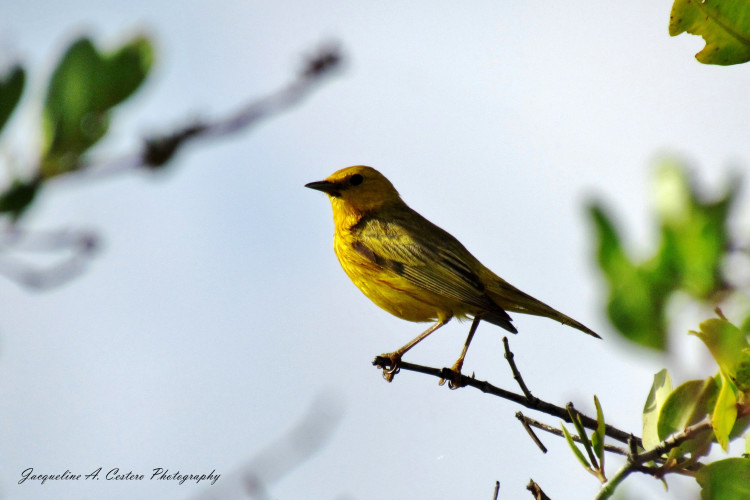 Yellow Warbler (Photo by Jacqueline A. Cestero)
