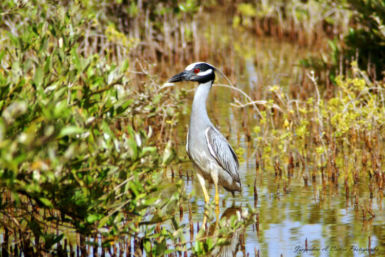 Yellow-crowned Night-heron (Photo by Jacqueline A. Cestero)