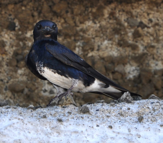 Caribbean Martin (Photo by Hannah Madden)