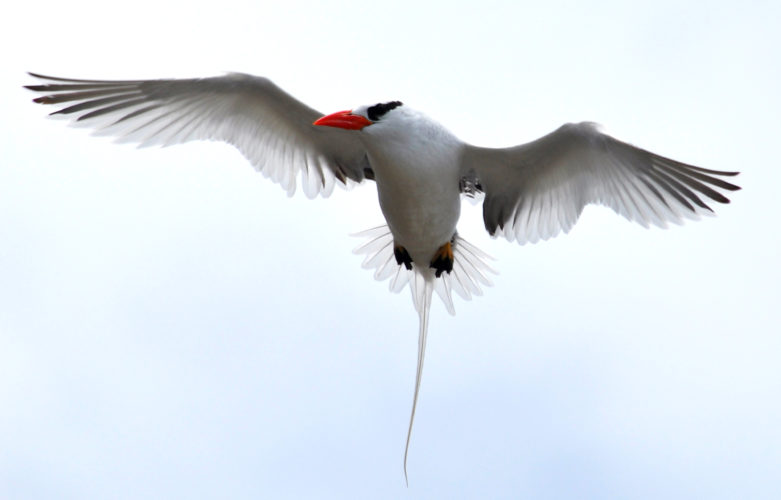 Red-billed Tropicbird (Photo by Hannah Madden)