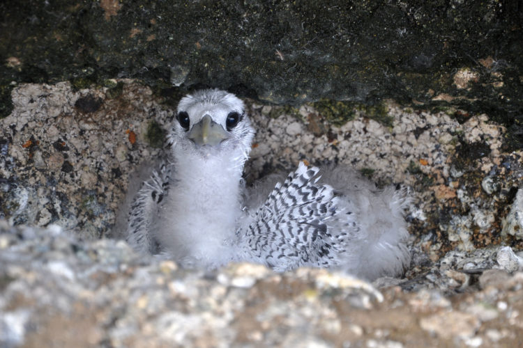 Red-billed Tropicbird Chick (Photo by Hannah Madden)