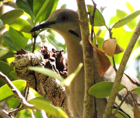 Zenaida Dove (Photo by ______________?)