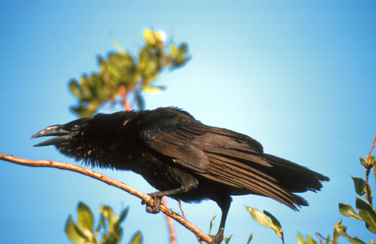 Cuban Crow (Photo by Dr. Mike Pienkowski)