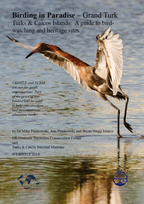 Reddish Egret hunts for fish on Red Salina at Grand Turk (Photo by Dr. Mike Pienkowski)