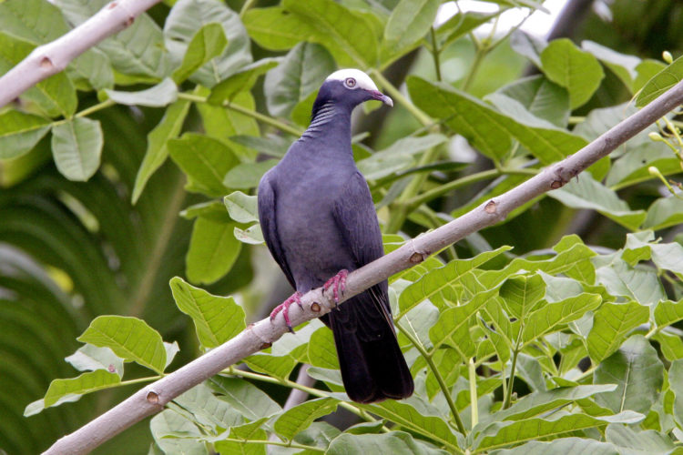 White-crowned Pigeon (Photo by Dr. Mike Pienkowski)