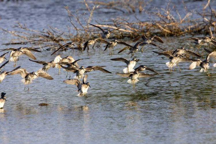 Flock of Stilt Sandpipers land in the Salinas (Photo by Dr. Mike Pienkowski)