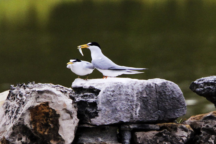 Least Tern Pair (Photo by Dr. Mike Pienkowski)