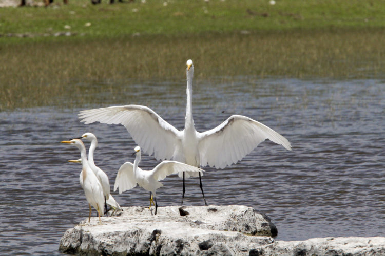 Egrets