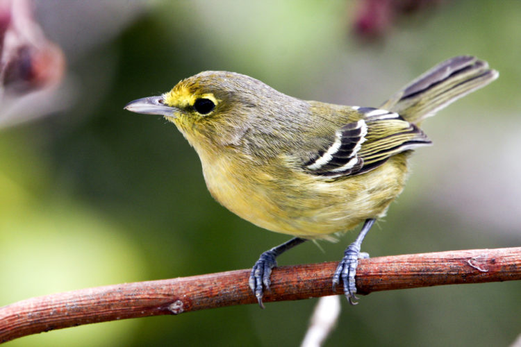 Thick-billed Vireo, subspecies restricted to TCI (Photo by Dr. Mike Pienkowski)