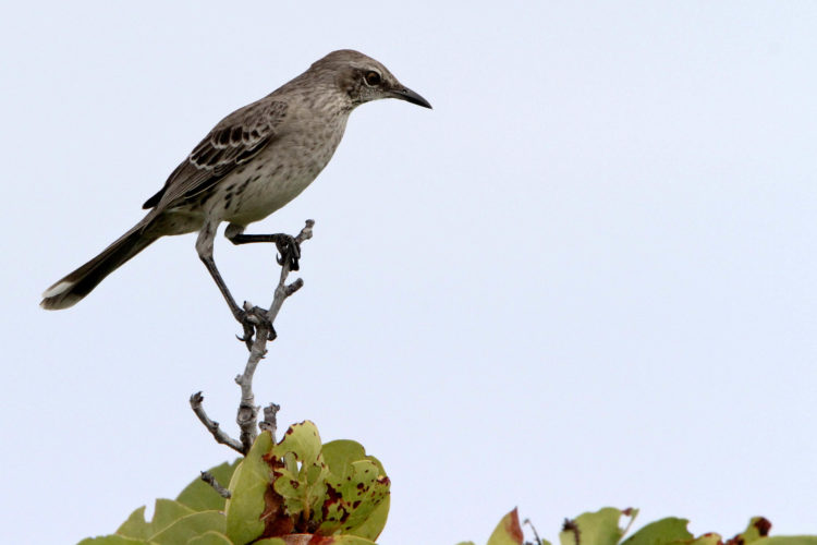 Bahama Mockingbird (Photo by Dr. Mike Pienkowski)