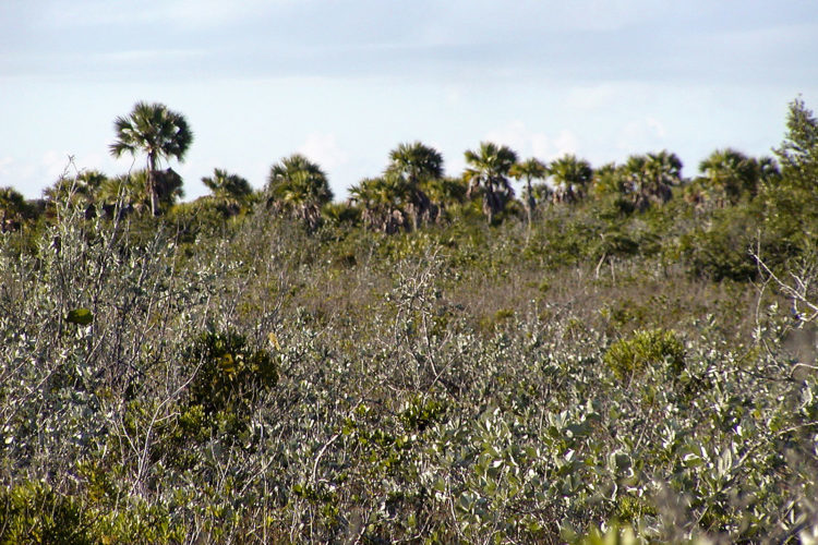 White Top Palms and Silver Buttonwoods on the flats (Photo by Dr. Mike Pienkowski)