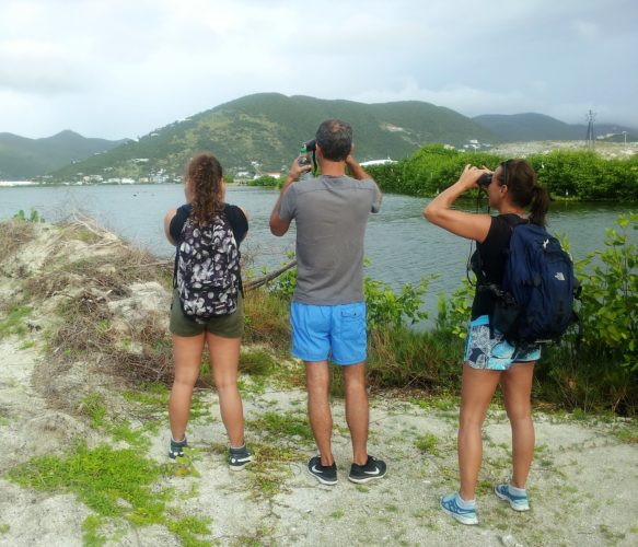 Birding at Great Salt Pond (Photo by Seagrape Tours)