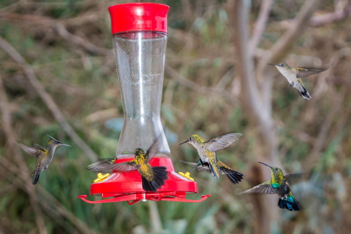 Antillean Crested Hummingbirds