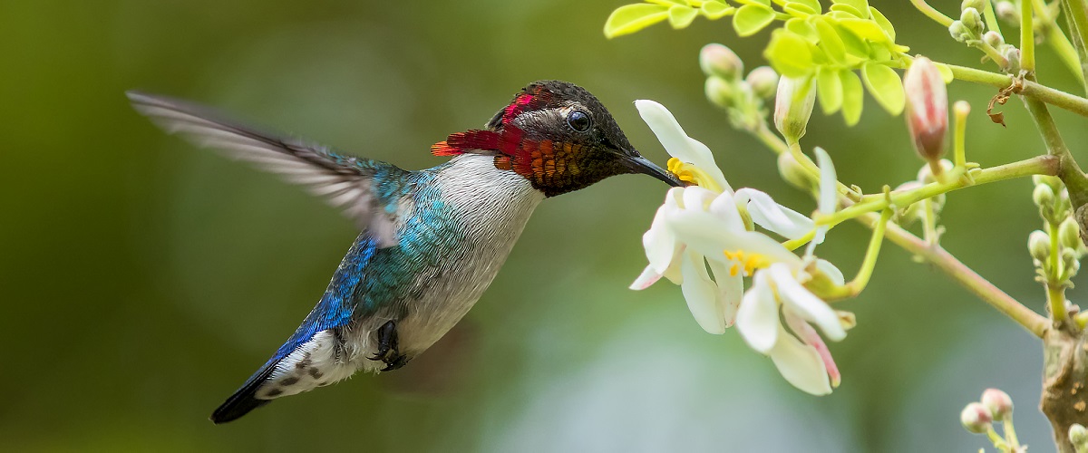 Caribbean Birding Trail - Caribbean Birding Trail