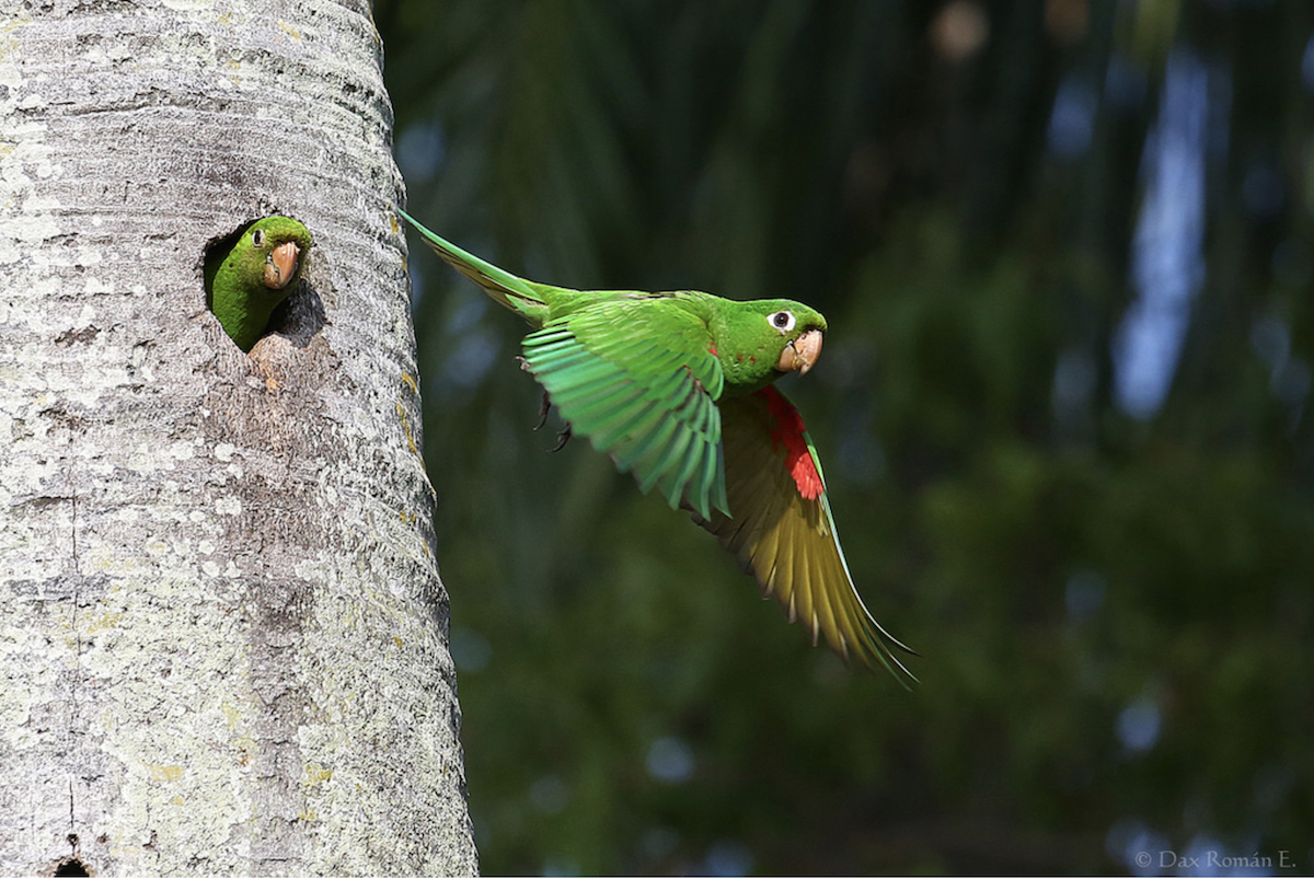 Hispaniolan Parakeet in flight at nest by Dax Roman