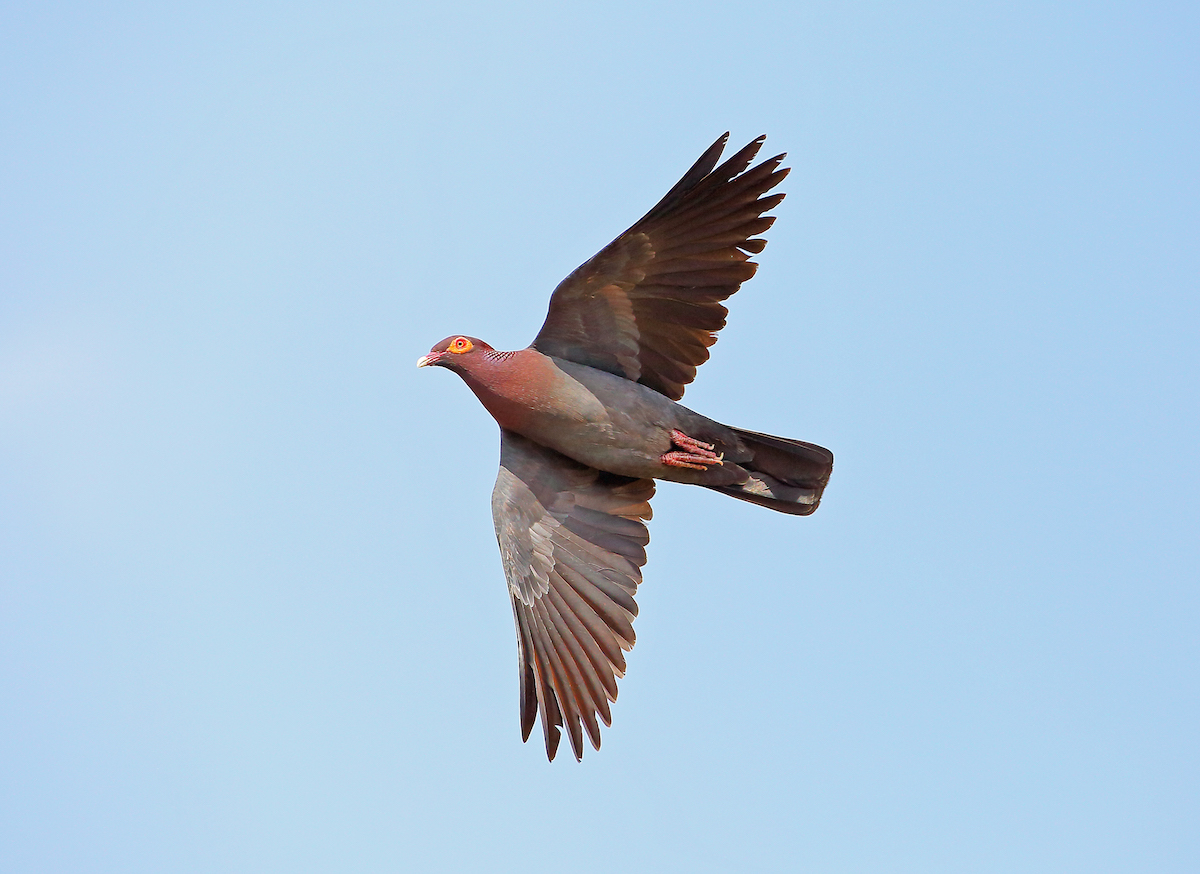 Scaley-naped Pigeon