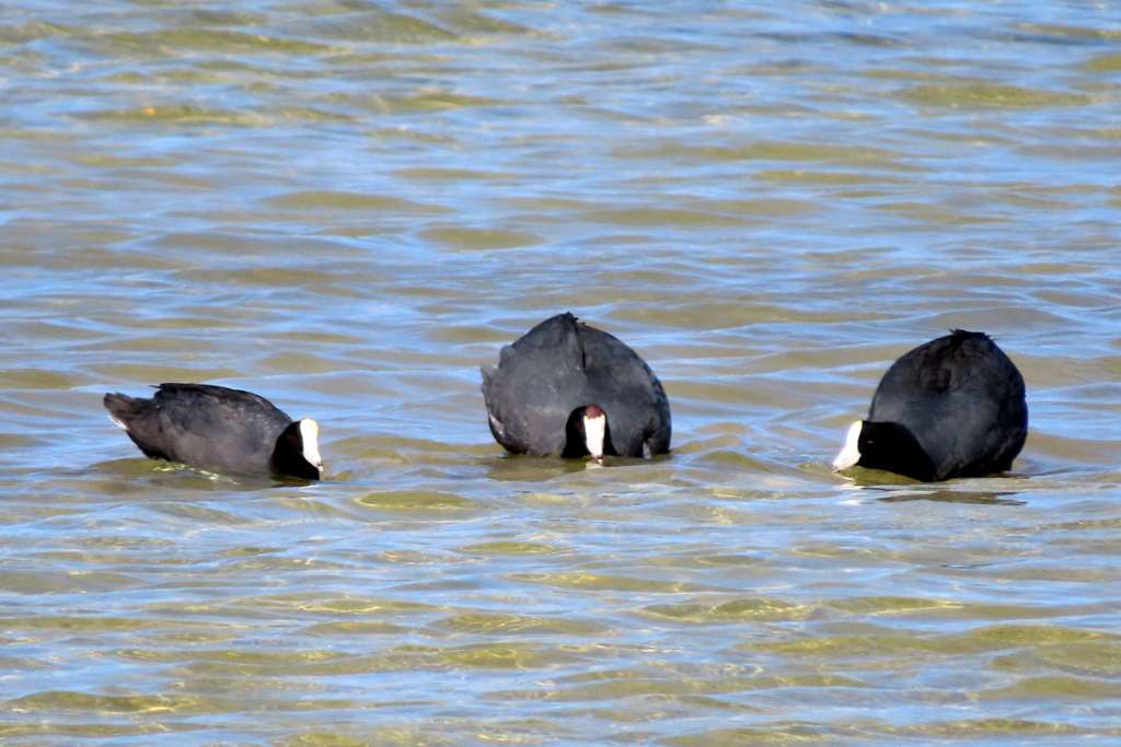 American Coots