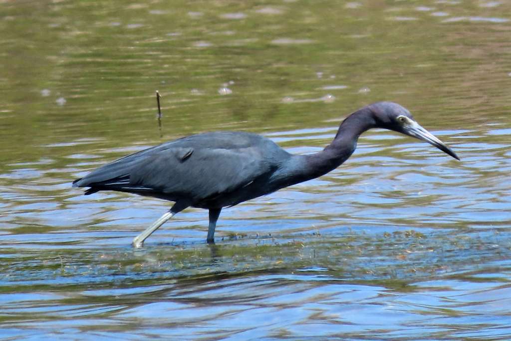 Little Blue Heron Feeding